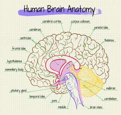 Human Brain Anatomy